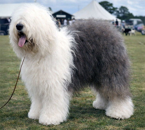Ginnsdale Stargazer Blue Of Barnolby