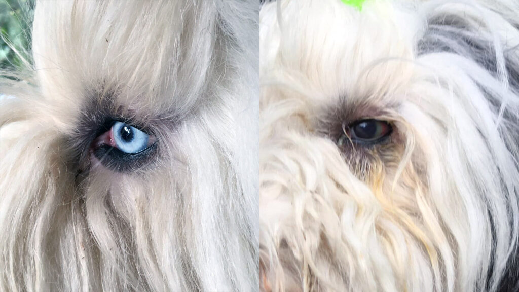 An Old English Sheepdog's eye before (left) and after acute primary glaucoma. This eye has lost its sight.