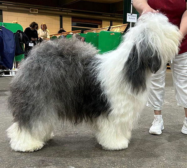 Hazyland's Cheeky Devil