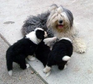 Viejo pastor inglés  English sheepdog, Old english sheepdog, Old english  sheepdog puppy