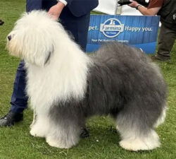 Jean Marais Shaggy Edition
