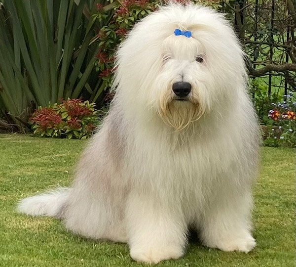 Jelabobs Rubert The Bear | Old English Sheepdog Database