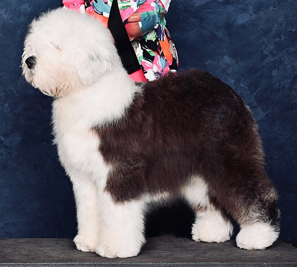 Kimpawsible Causing Chaos With Lambluv