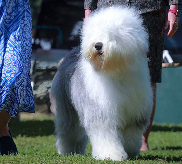 Love'N Stuff Night at Kimpawsible