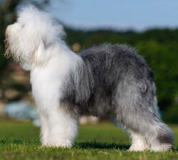 Mag Garit's Boy Of Carnation Boulevard