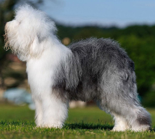 Mag Garit's Boy Of Carnation Boulevard