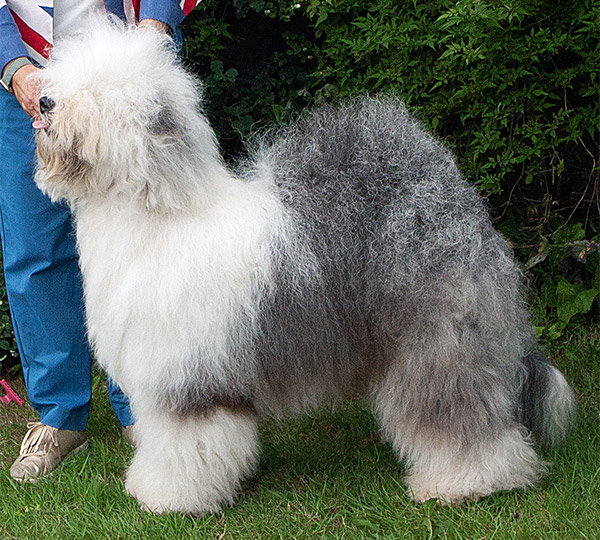 Meisan Roly Poly Angelo