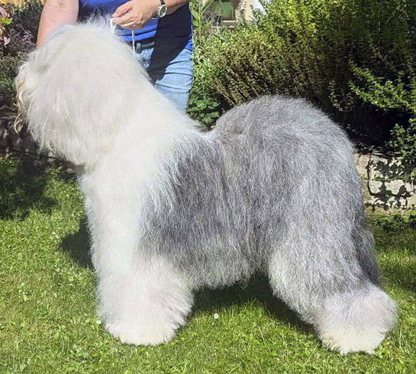Niedersachsen's Pride Nosy Bear