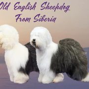 Shero Woo Alejandro x Griland Iriska Moskovakaya