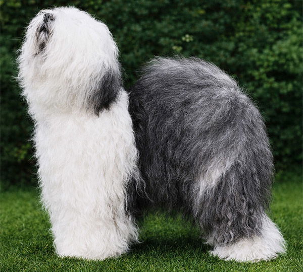 Pelajilo Milly Mistletoe