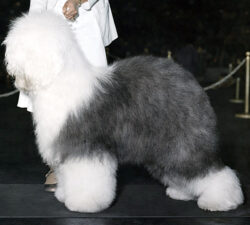 Pembridge Cheerio 'Lil Rascal