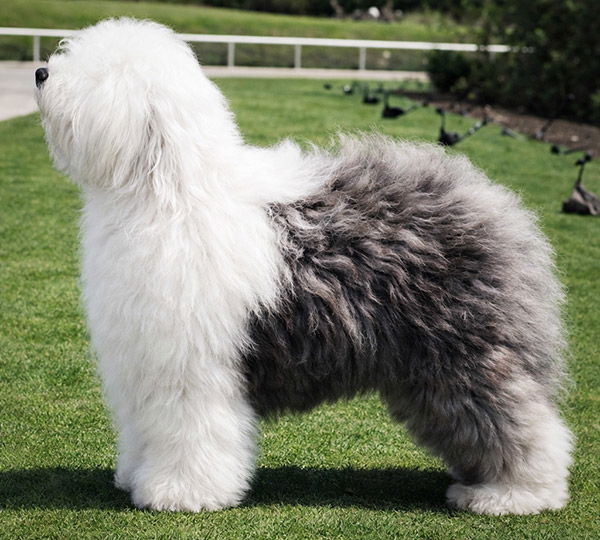 Pendlefold Prince Hal