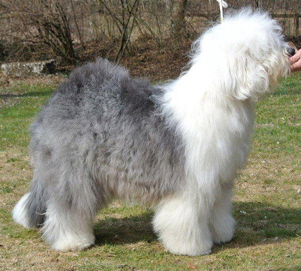 Pennylane Magic Lucy