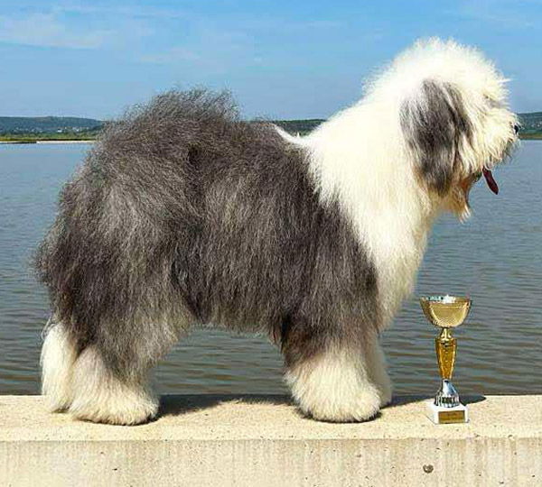 Piraza Xoxox Peppermint