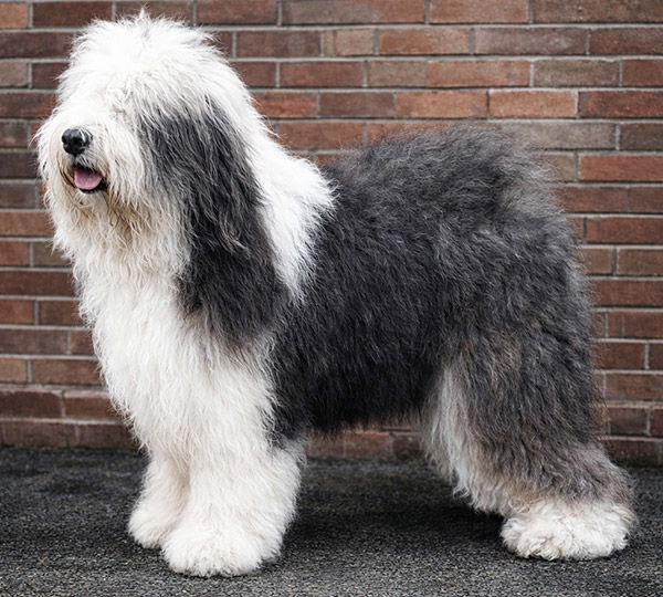 Pockethall Blue Cloud