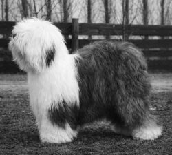 Pockethall Prince William