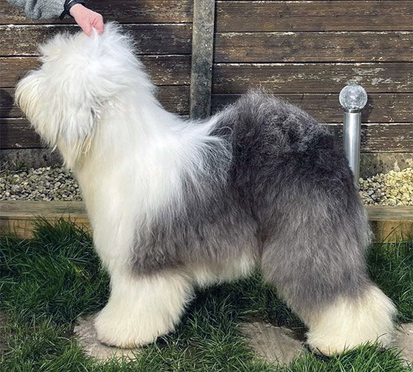 Raggletaggle Grand Slam