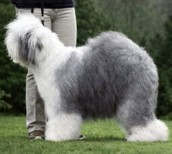 Reeuwijk's Filmstar in Silver