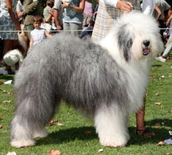 Rivermist Feather Merchent