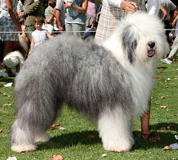 Rivermist Feather Merchent