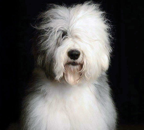 Royal Croft Far Far Away