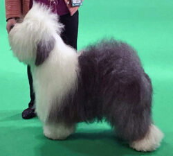 Shaggybo Spectacular Rival With Soulbobs