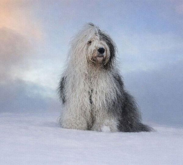 Silvery Bear Göd Déjà Vu