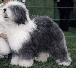 Snow Dumpling Aphrodite