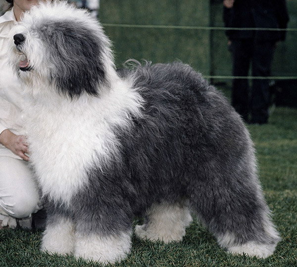 Snow Dumpling Aphrodite