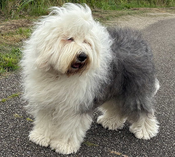 Snowflake Of Snowboot Bears