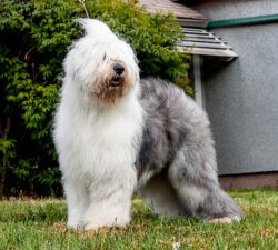 Some Buddys Ready To Ruffit