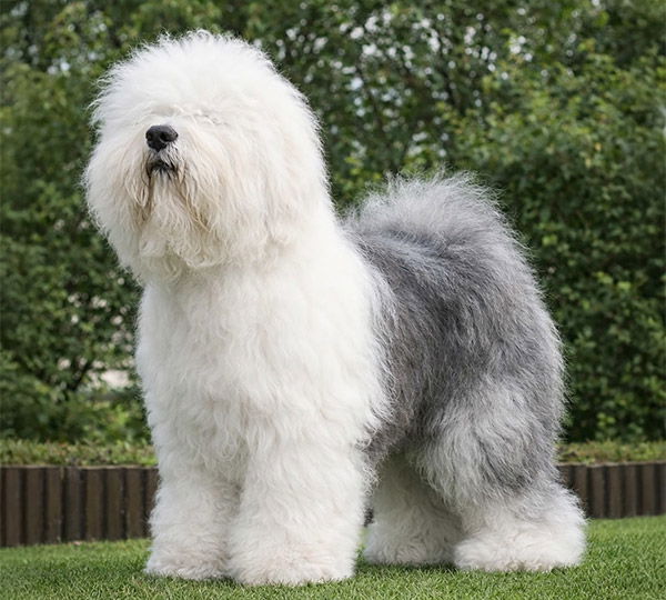 Sparkle Square's China Blue