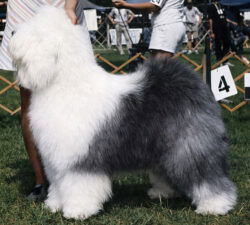 Talisman's A Touch Of Elegence