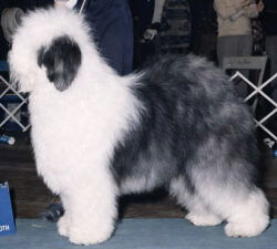 Tarawood's Classic Masterpiece