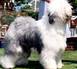 Trosambe Blue Panda Spicer