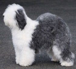 Tynycoed Caradog Ap Tegwch