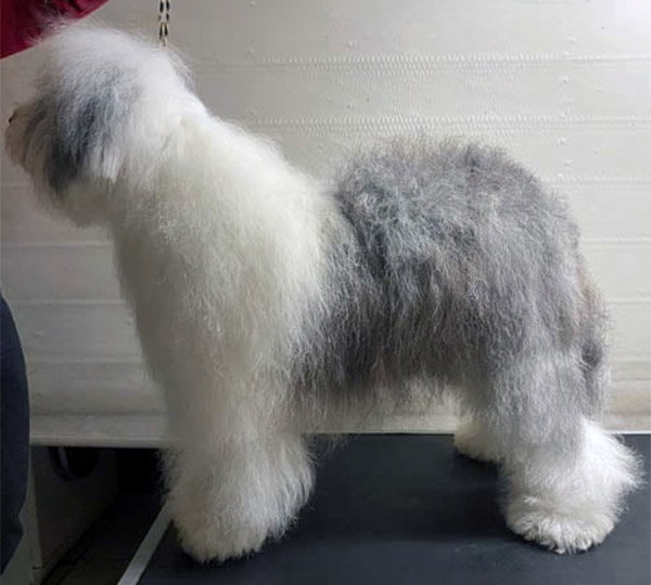 Undercover Uno Of Snowboot Bears