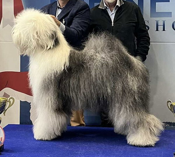 Upper Class Of Reality Dream