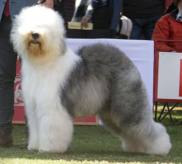 Van Cleef aus dem Elbe-Urstromtal