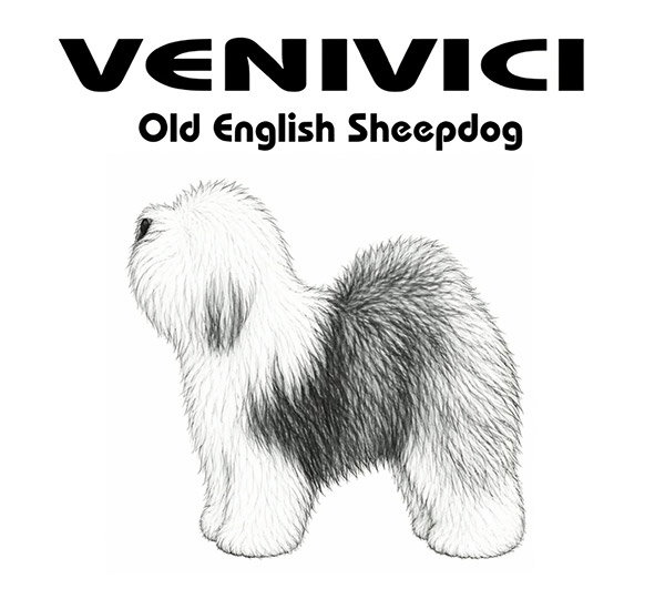 Venivici