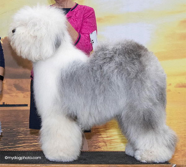 Whimzy I Beg Your Pardon