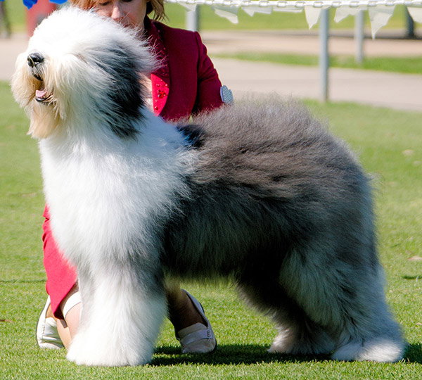 Whitefall Champagne Waltz