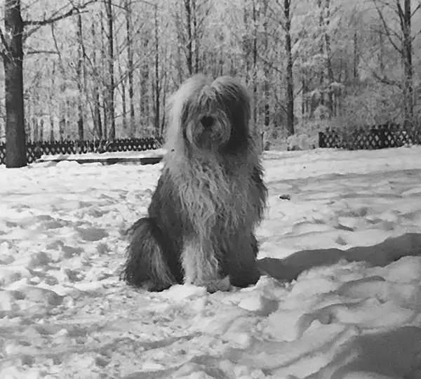Agila aus dem Elbe-Urstromtal