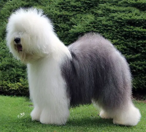 Anthony Quinn Shaggy Edition