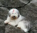 Bim-Bom-Bam Iria Flavia