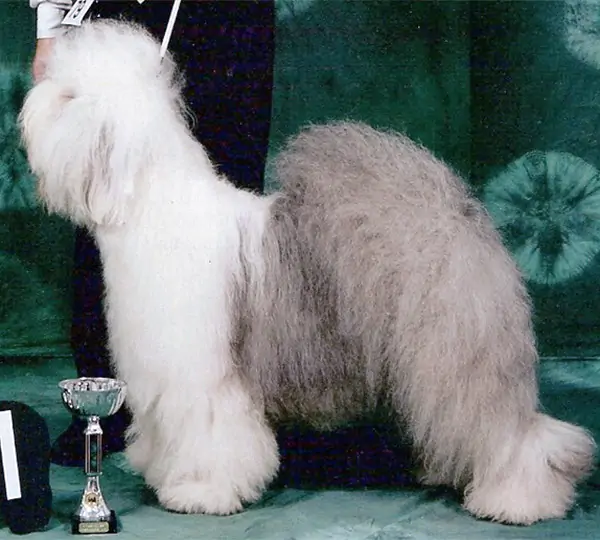 Bobbington Kiss Curl