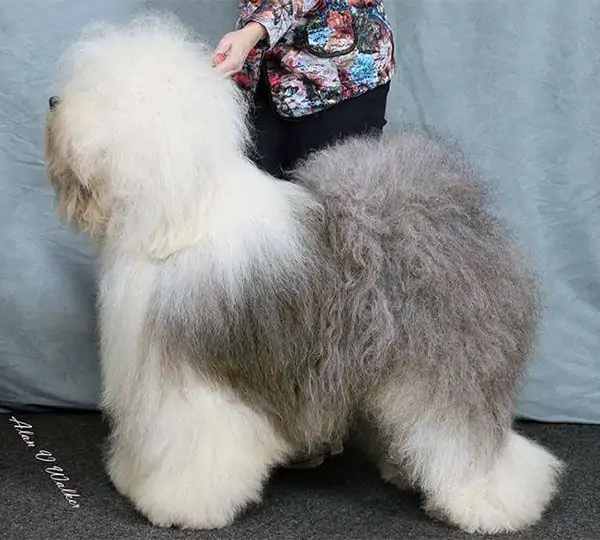 Brwyn’s Howdy Doody Loves Hillbilly