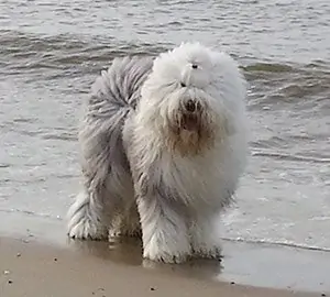 Brwyn’s Matter Of Fact is Hillbilly