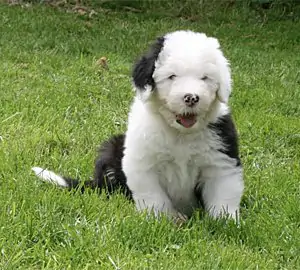 Brwyn’s Memento Hillbilly Heights
