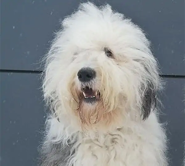 Dizzny'z Sweet Smyrna